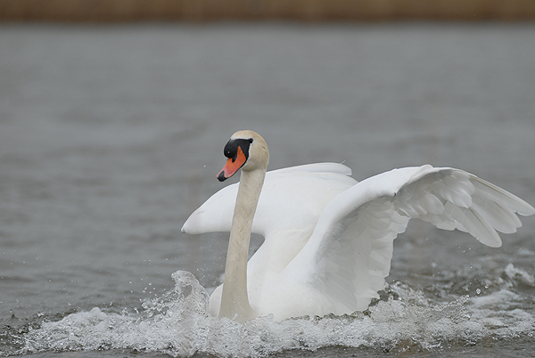 mute swan photo