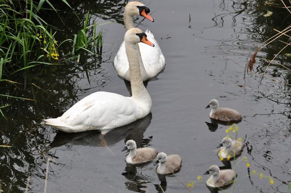 Mute Swan