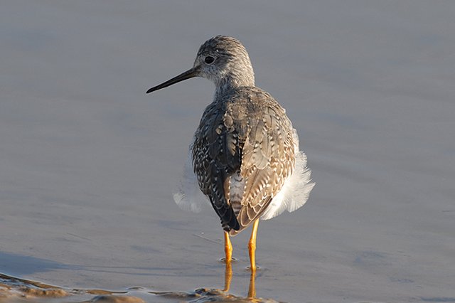 Lesser Yellowlegs Thornham, Norfolk