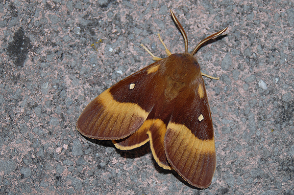 Oak Eggar