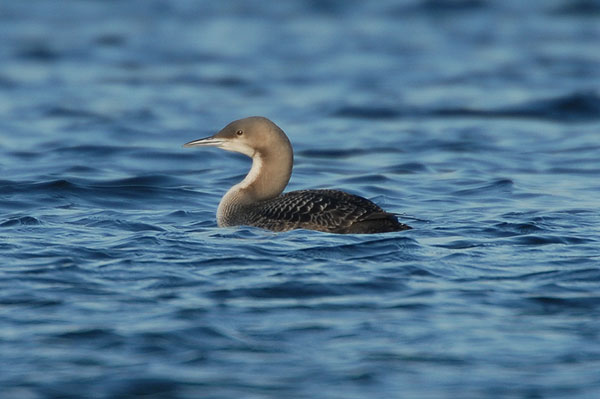 Pacific Diver