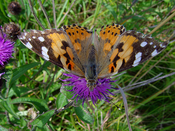 Painted Lady