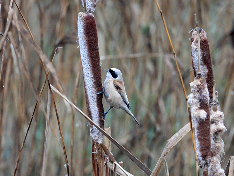 Penduline Tit