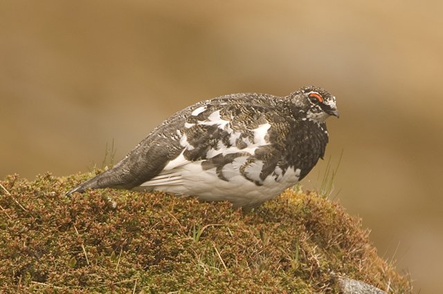 Ptarmigan