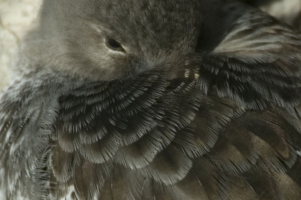 Purple Sandpiper