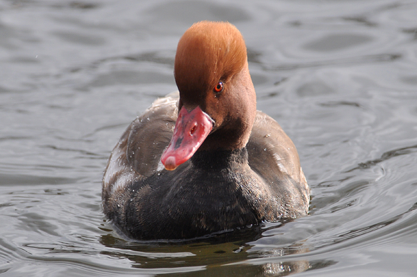 Red-crested Pochard