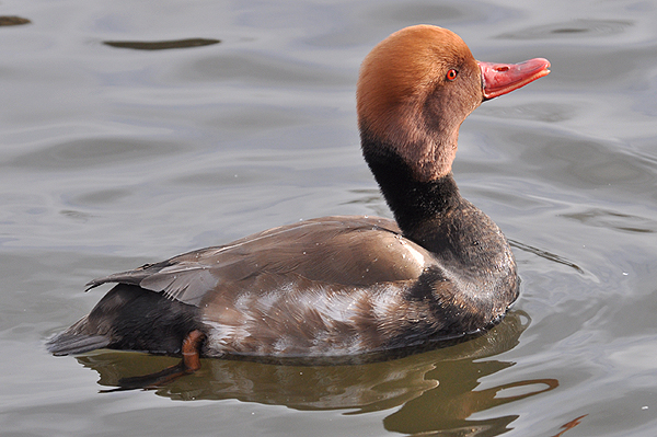 Red-crested Pochard