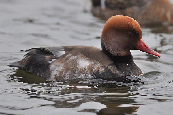 Red-crested Pochard