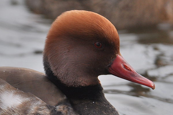 Red-crested Pochard