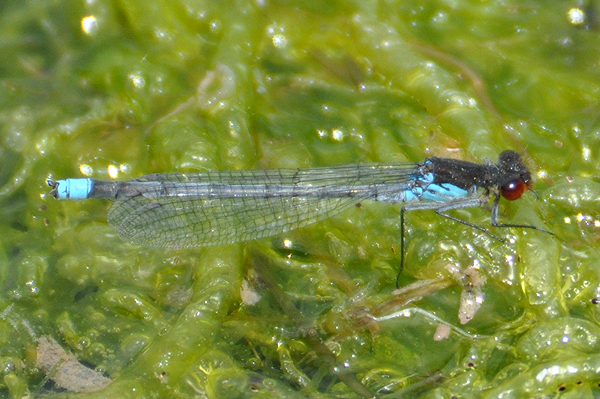 Red-eyed Damselfly