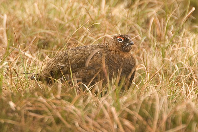 Red Grouse