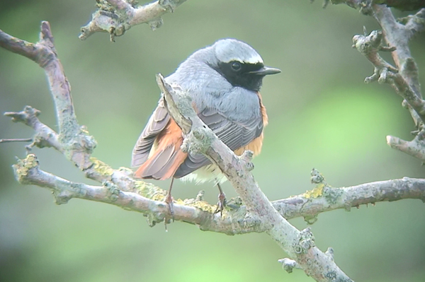 male Redstart photo