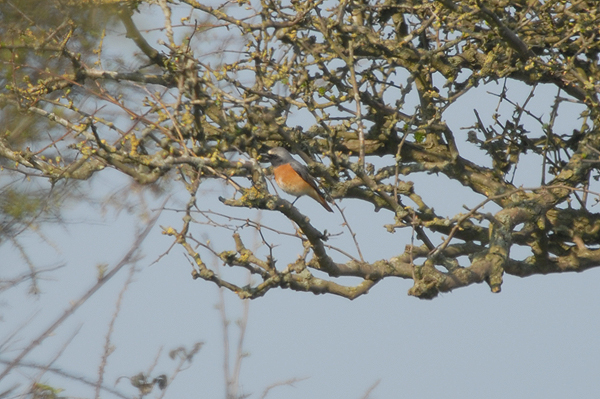 male Redstart