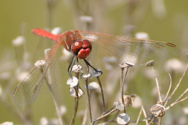 Red-veined Darter