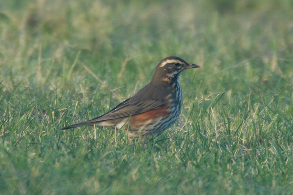 Redwing