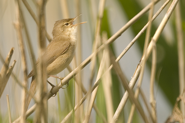 Reed Warbler