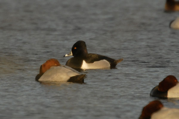 Ring-necked Duck Avonmouth