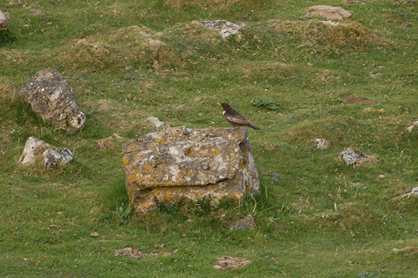 Ring Ouzel Crook Peak