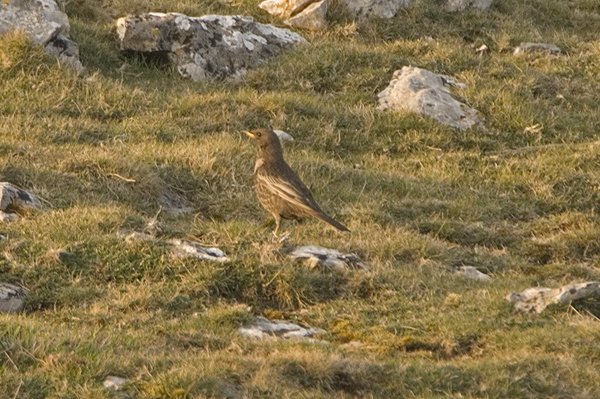 Ring Ouzel