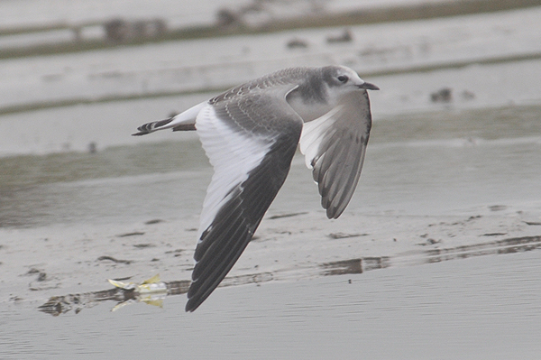 Sabine's Gull 