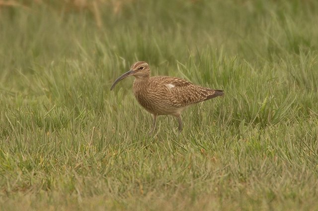 Whimbrel