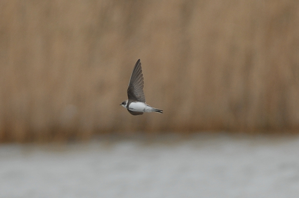 Sand Martin photo