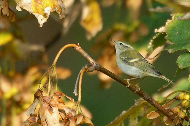 Yellow-browed Warbler