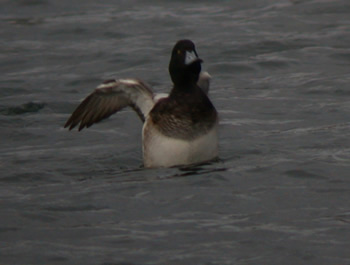 drake scaup cheddar reservoir