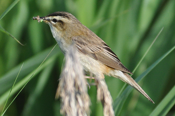 Sedge Warbler