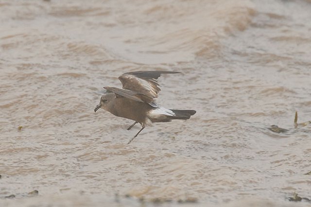 Leach's Petrel