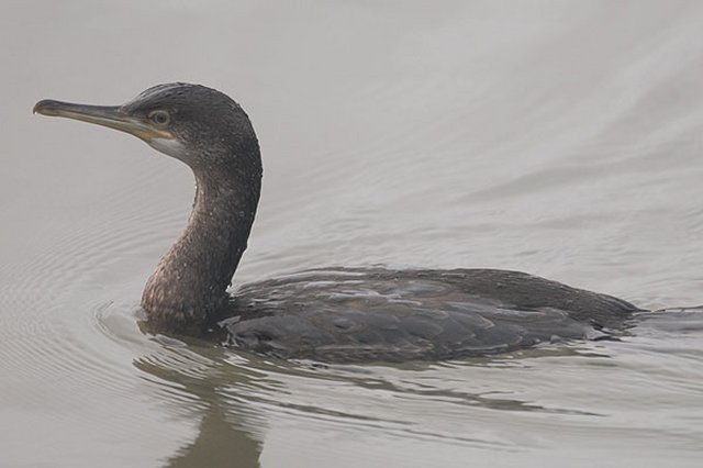 immature Shag Clevedon Boating Lake