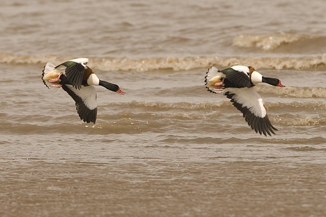 Shelduck