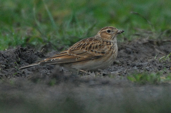 Skylark