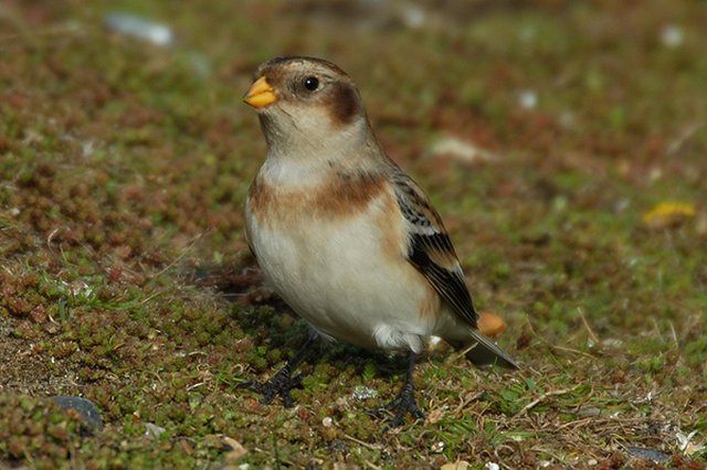 Snow Bunting