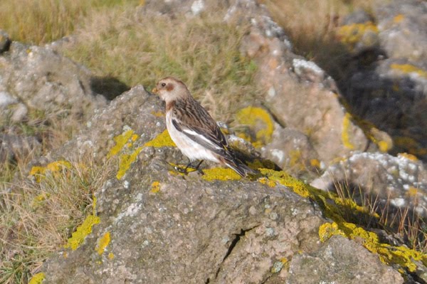 Snow Bunting