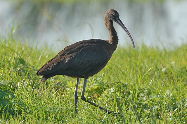 Glossy Ibis