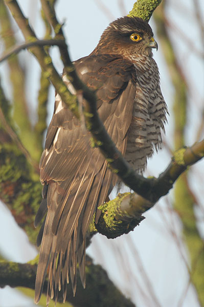 female Sparrowhawk