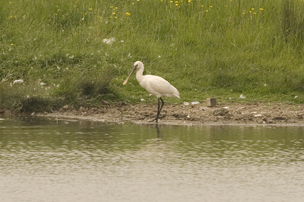 Spoonbill