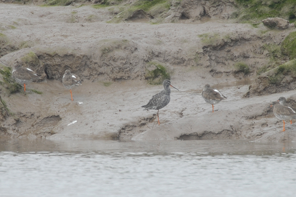 Spotted Redshank