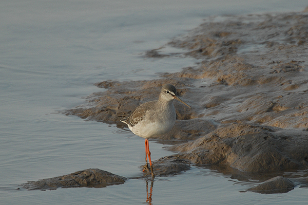 winter plumage spotted redshank