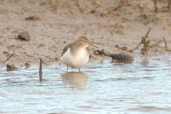 spotted sandpiper hayle estuary cornwall