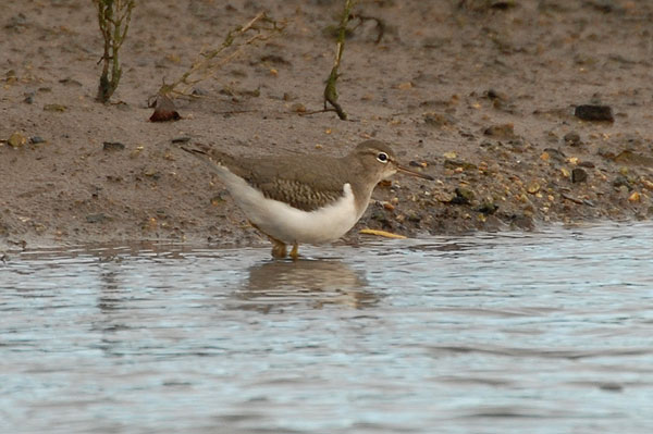 spotted sandpiper hayle estuary, cornwall