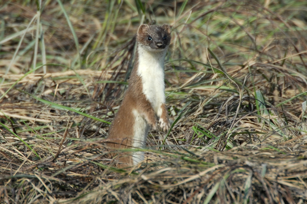 Stoat