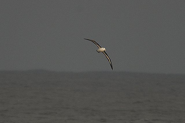 Black-browed Albatross Sula Sgeir