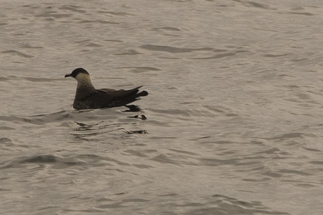 Pomarine Skua