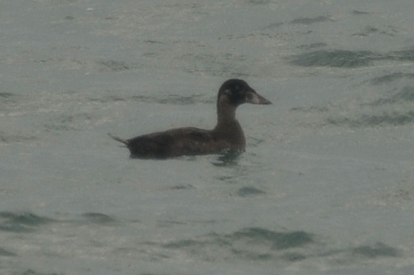 immature drake Surf Scoter Beer Devon