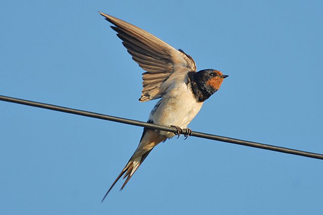 Swallow