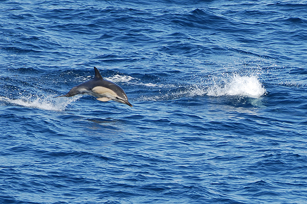 Common Dolphin