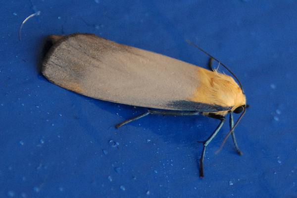 Four-spotted Footman