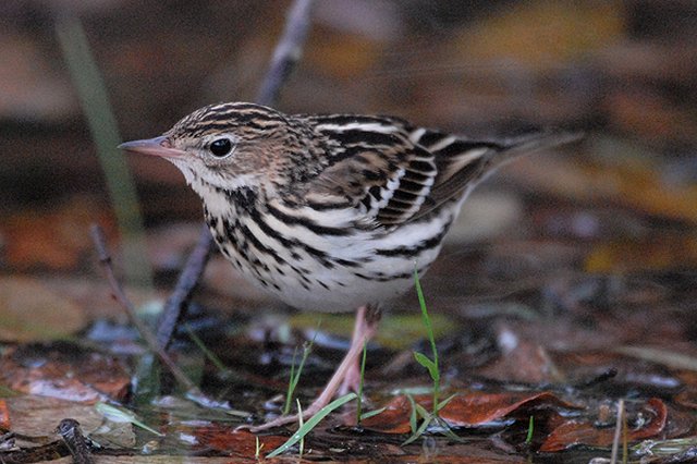 Pechora Pipit Goodwick Moor, Fishguard